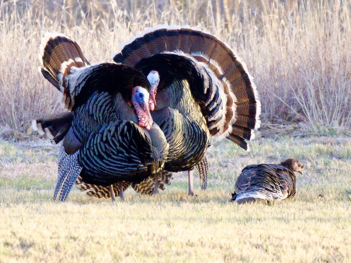 Truthuhn - ML654644363