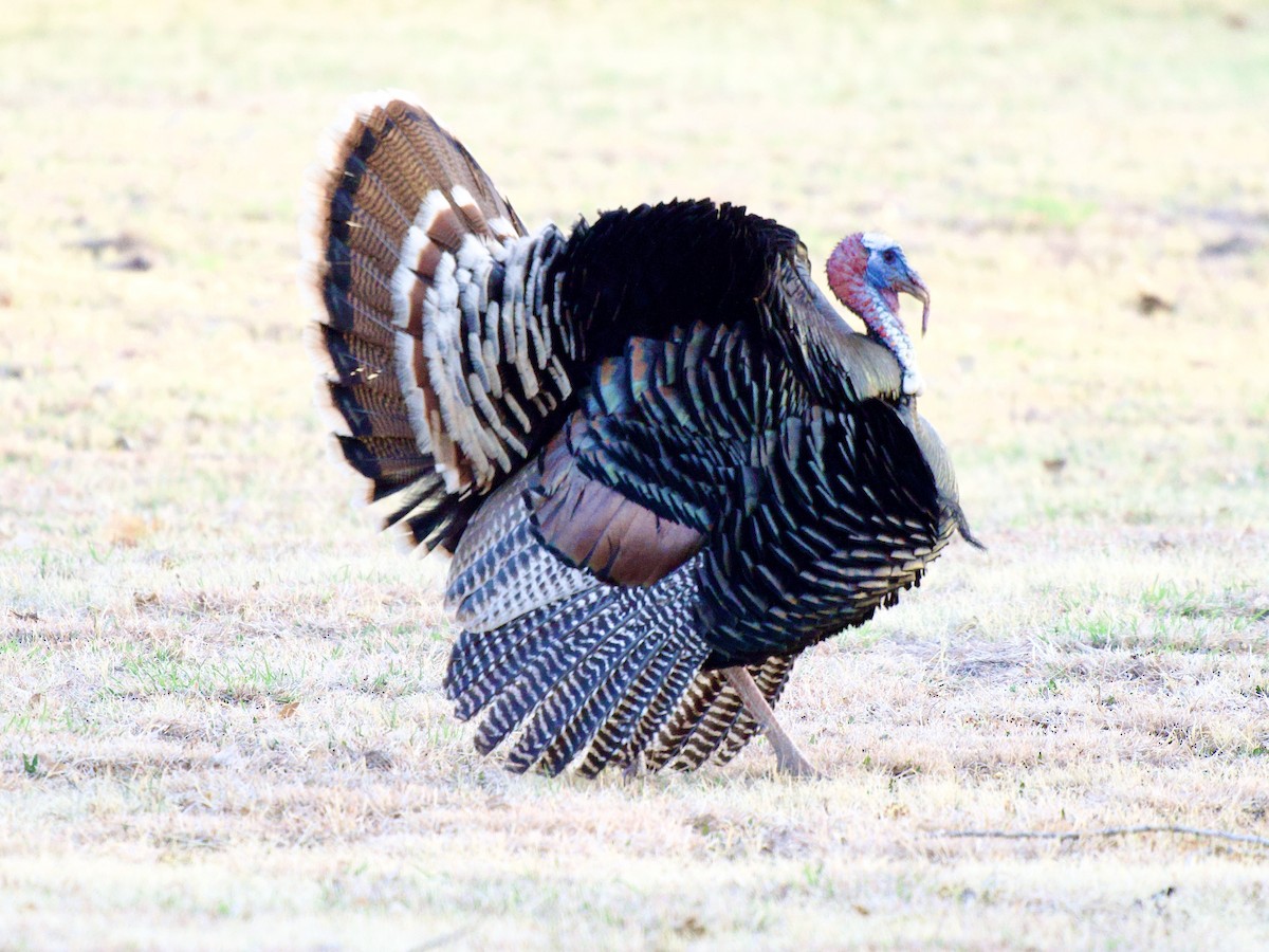 Truthuhn - ML654644364