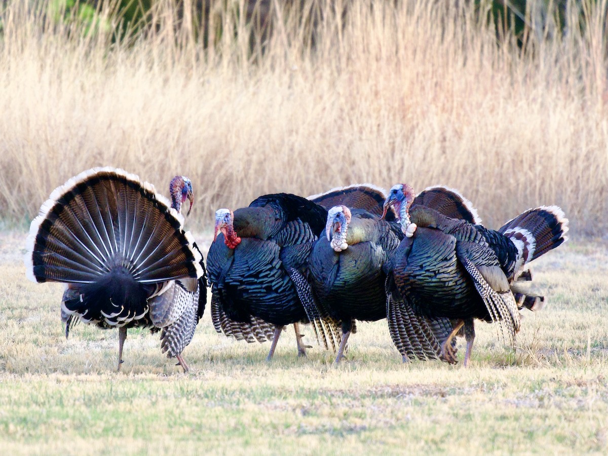 Truthuhn - ML654644365