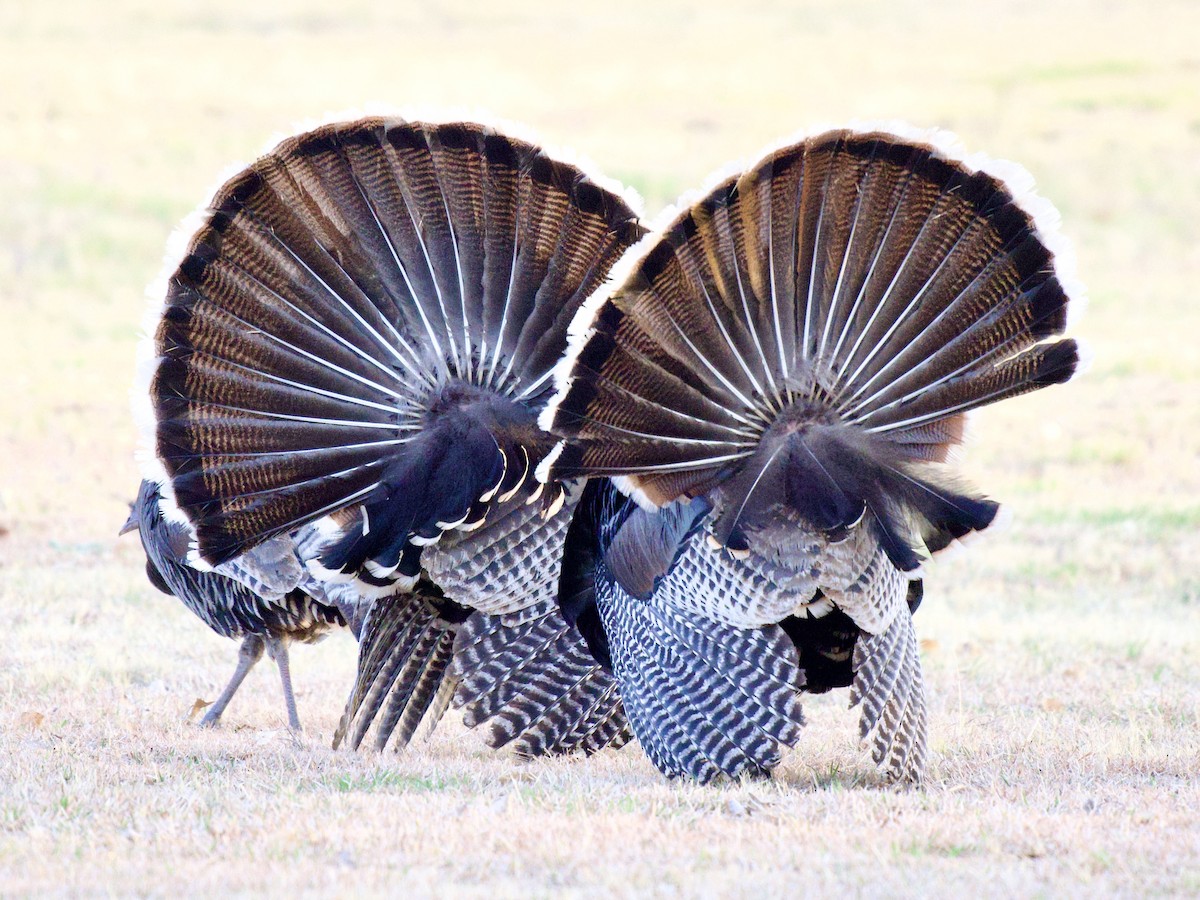 Truthuhn - ML654644366