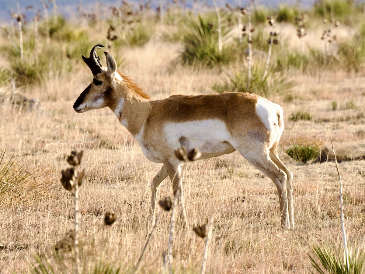 Gabelbock - ML654644425