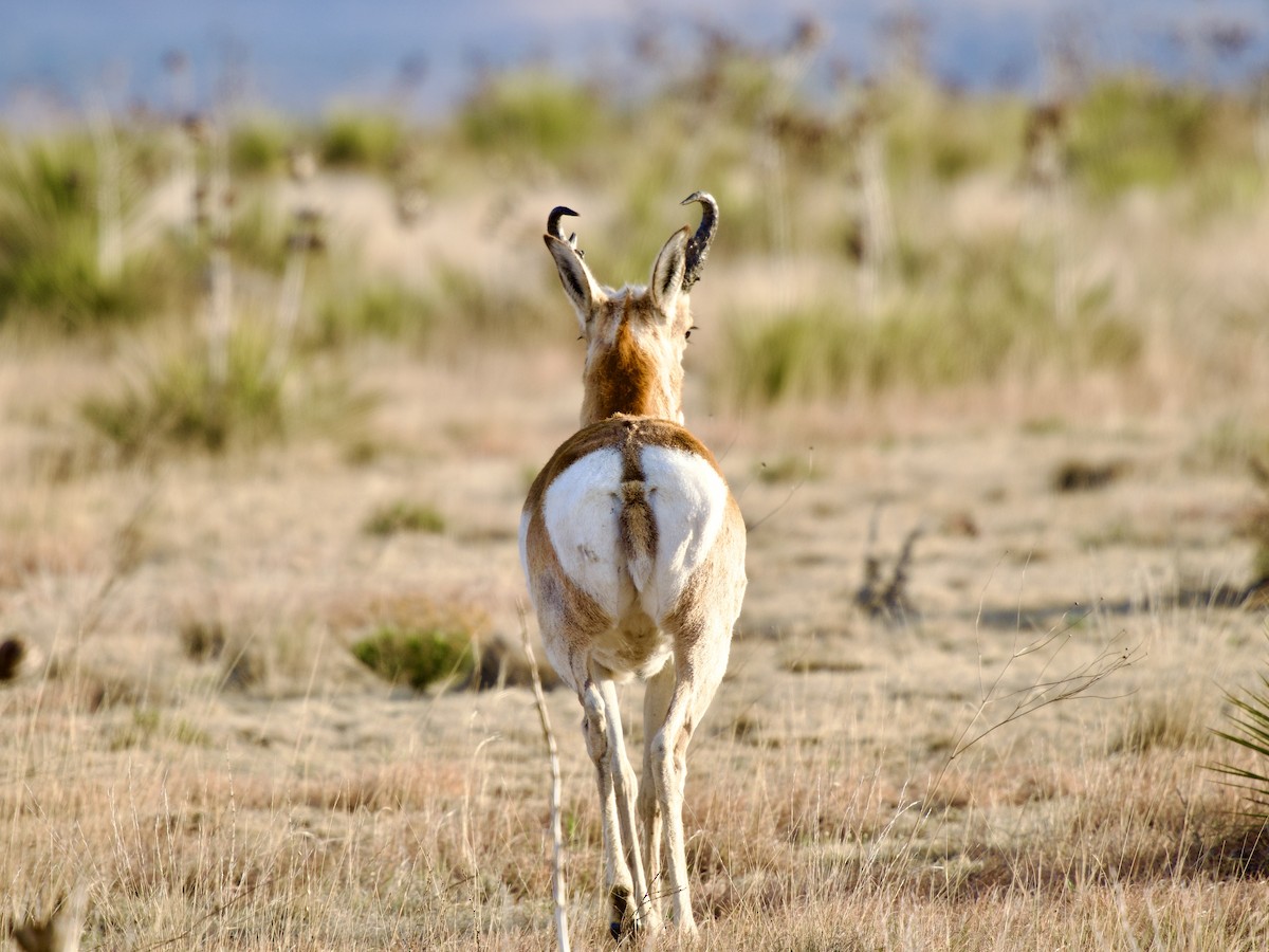 Gabelbock - ML654644426