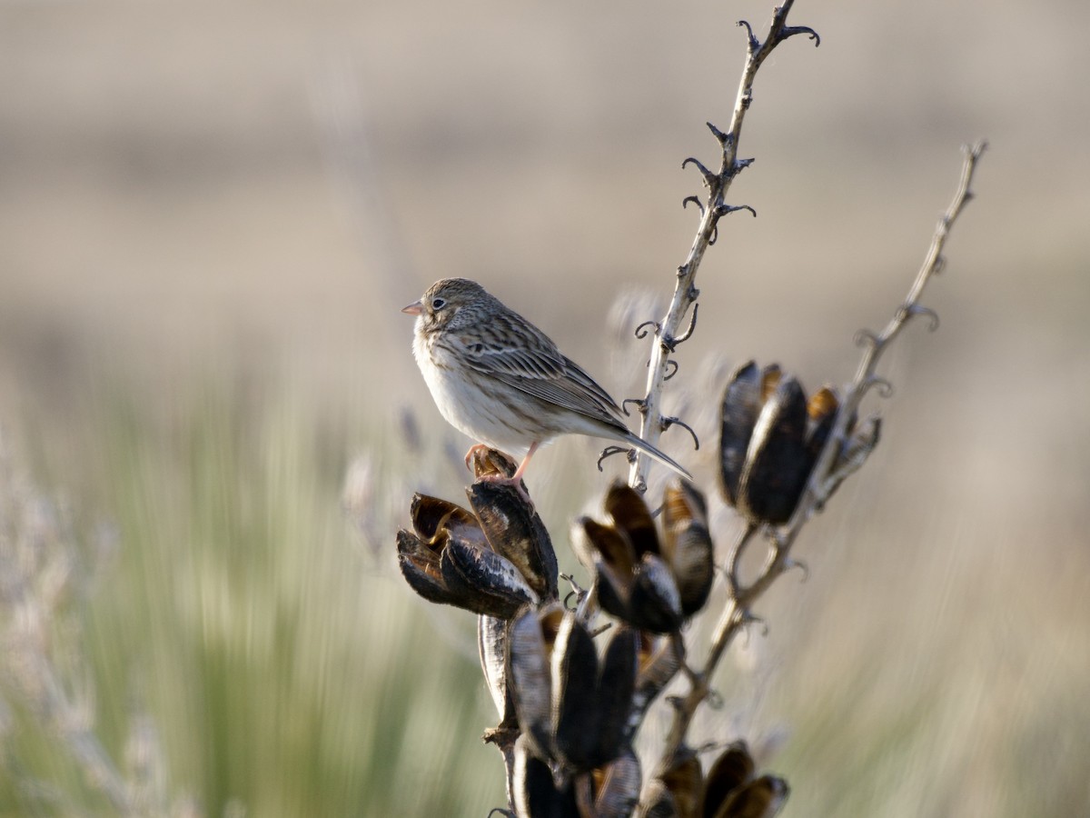 Abendammer - ML654644464