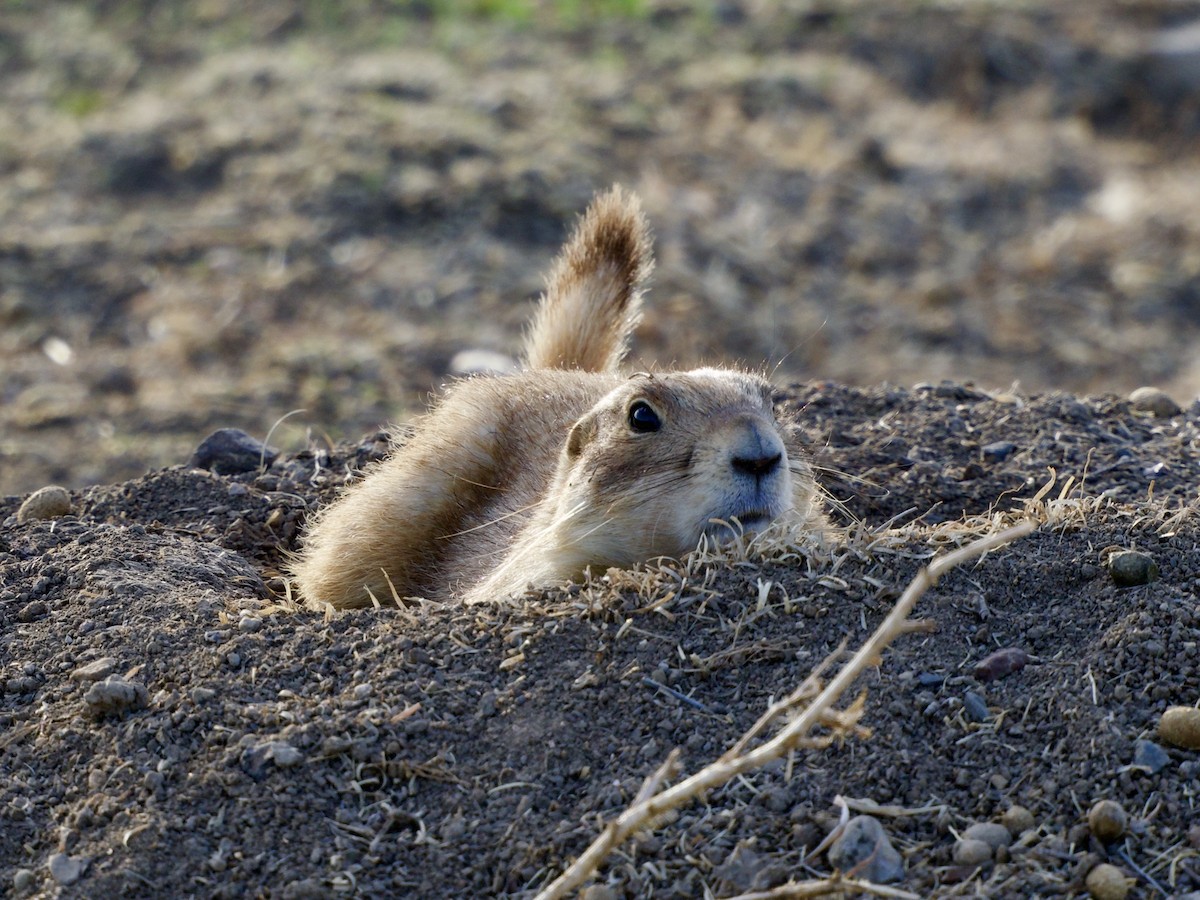 Präriehunde - ML654644503