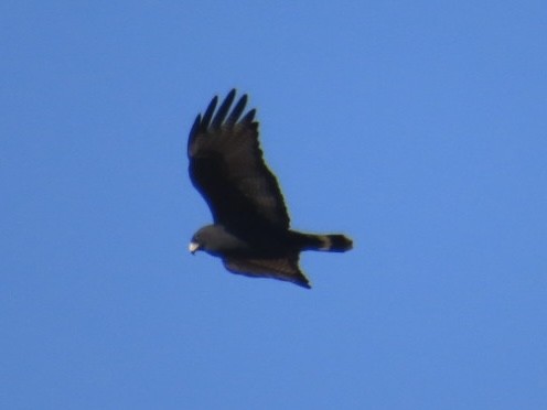 Zone-tailed Hawk - ML654644677