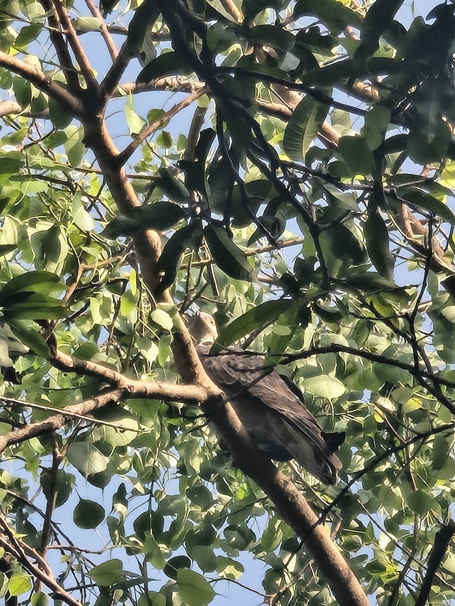 Schopfwespenbussard - ML654644732