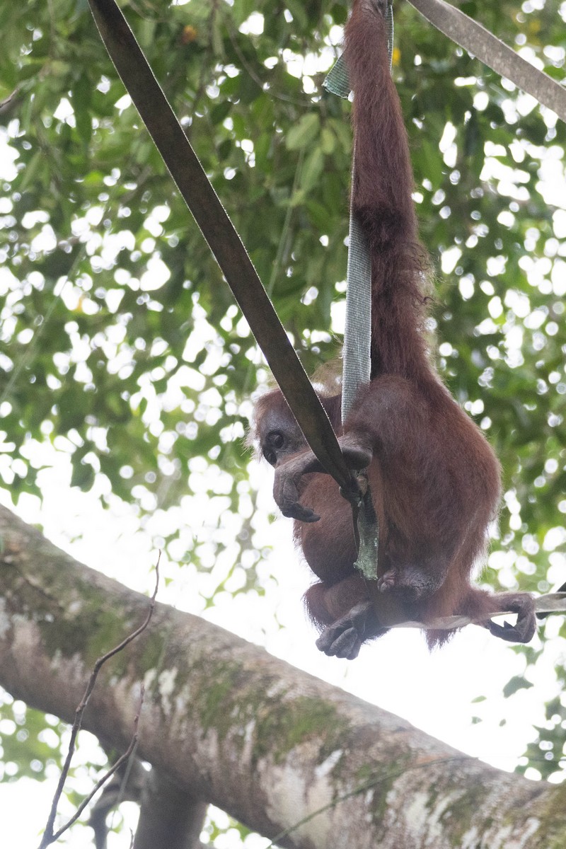 Bornean Orangutan - Pongo pygmaeus - Media Search - Macaulay Library ...