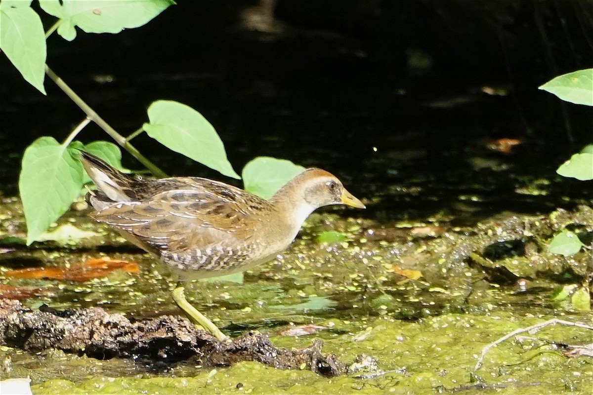 Sora - Ira Rd Birders