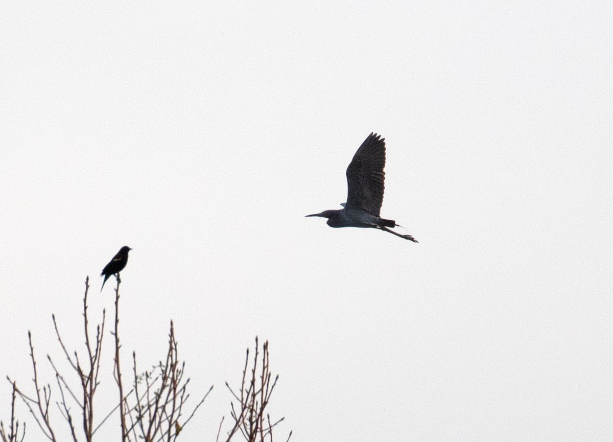 Little Blue Heron - ML654646056
