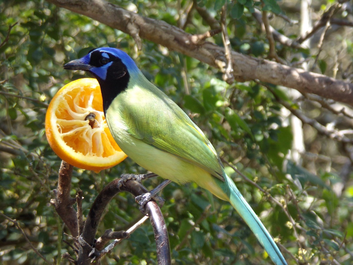 Green Jay - ML654647311