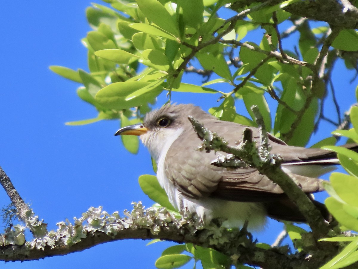 Yellow-billed Cuckoo - ML654647359