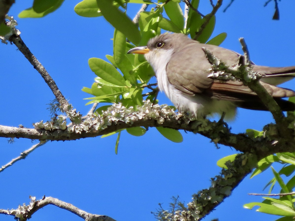 Yellow-billed Cuckoo - ML654647360