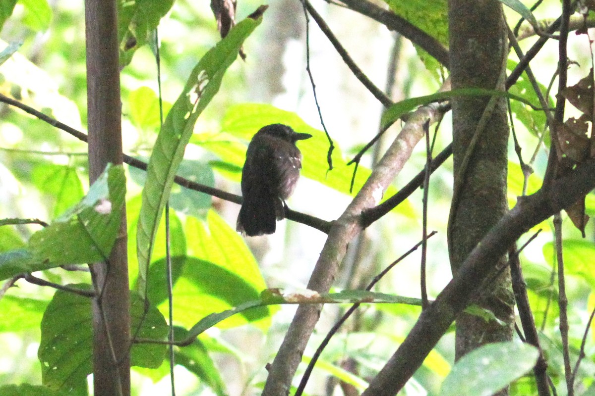 Black-hooded Antshrike - ML654647608