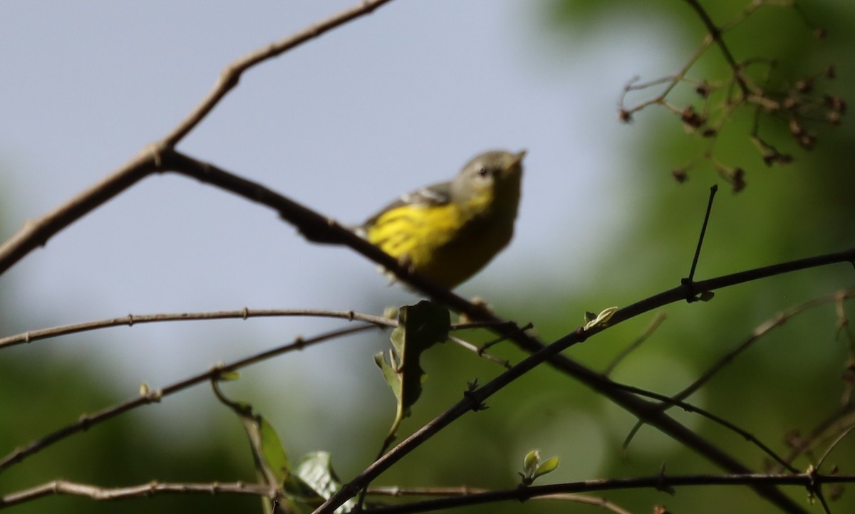 Magnolia Warbler - ML654647983