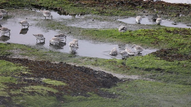 Sanderling - ML654648018
