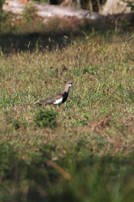 čejka jihoamerická - ML654648076