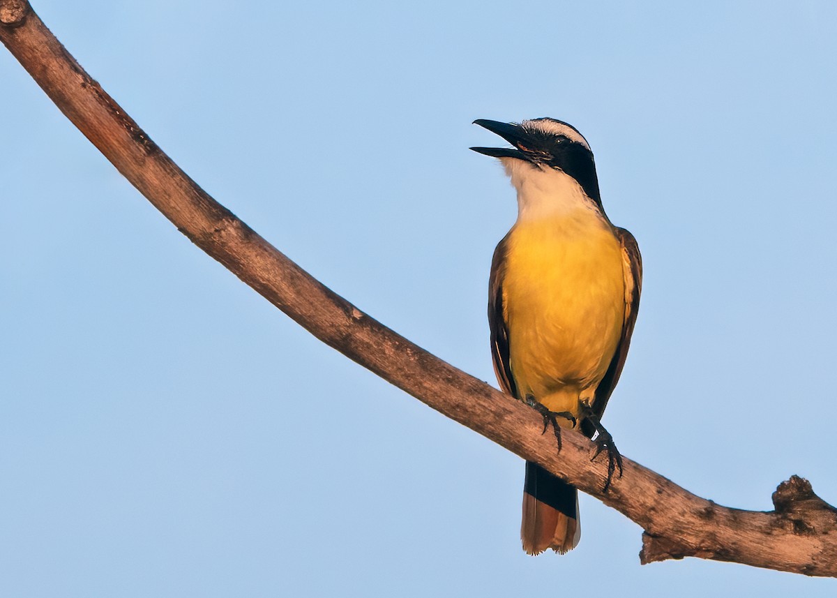 Boat-billed Flycatcher - ML654648731