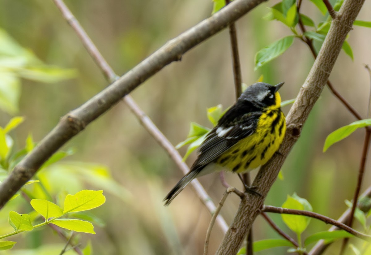 Magnolia Warbler - ML654650252