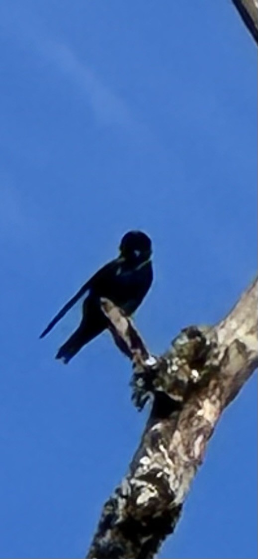 Purple Martin - ML654650316