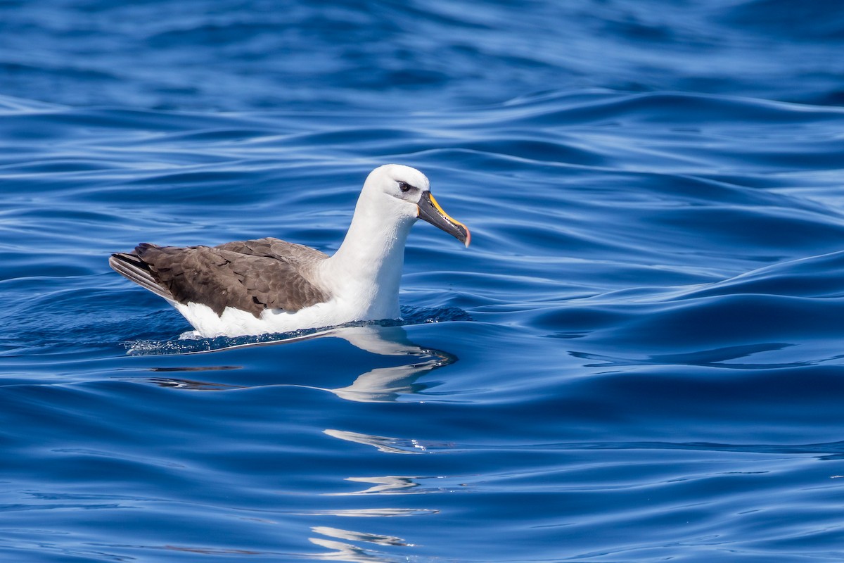 Atlantic Yellow-nosed Albatross - ML654651448