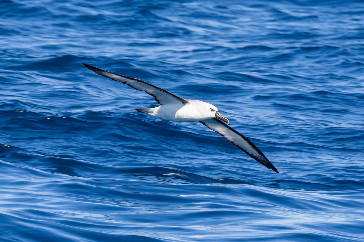 Atlantic Yellow-nosed Albatross - ML654651449