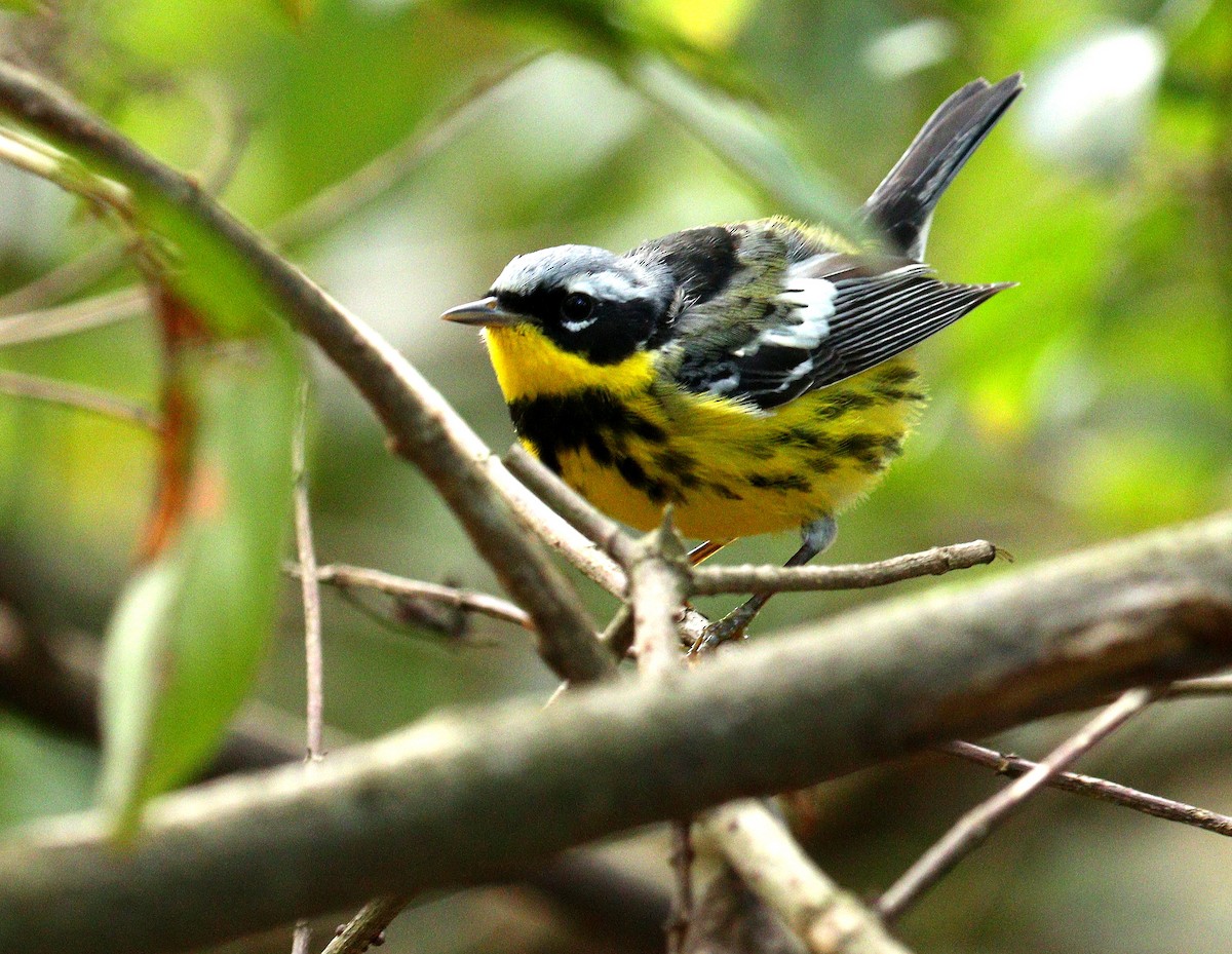 Magnolia Warbler - ML654651694