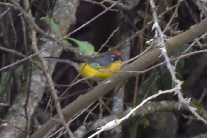 Brown-capped Redstart - ML654652408