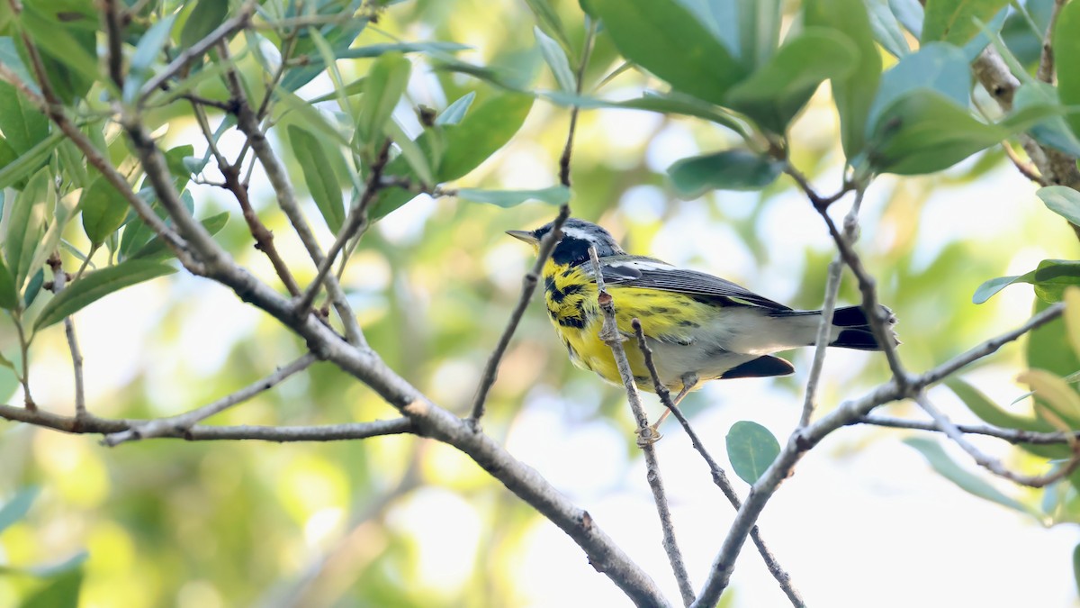 Magnolia Warbler - ML654652898