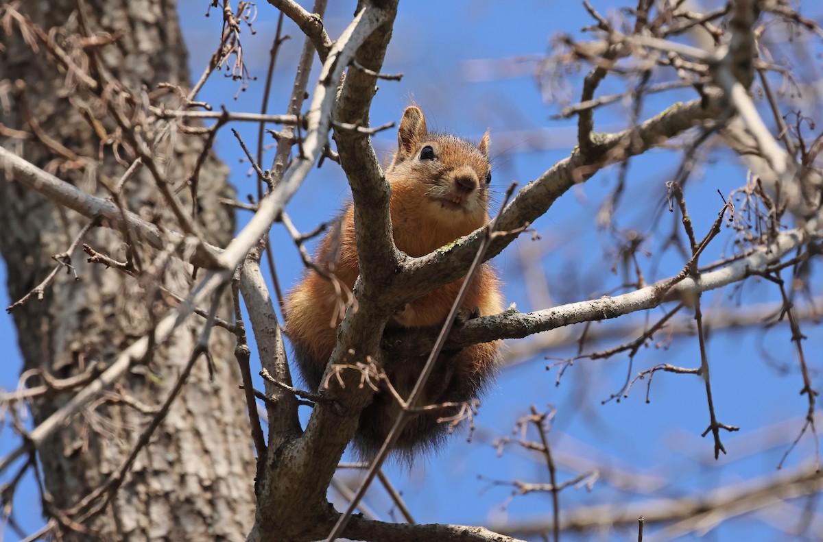Anadolu Sincabı - ML654653169