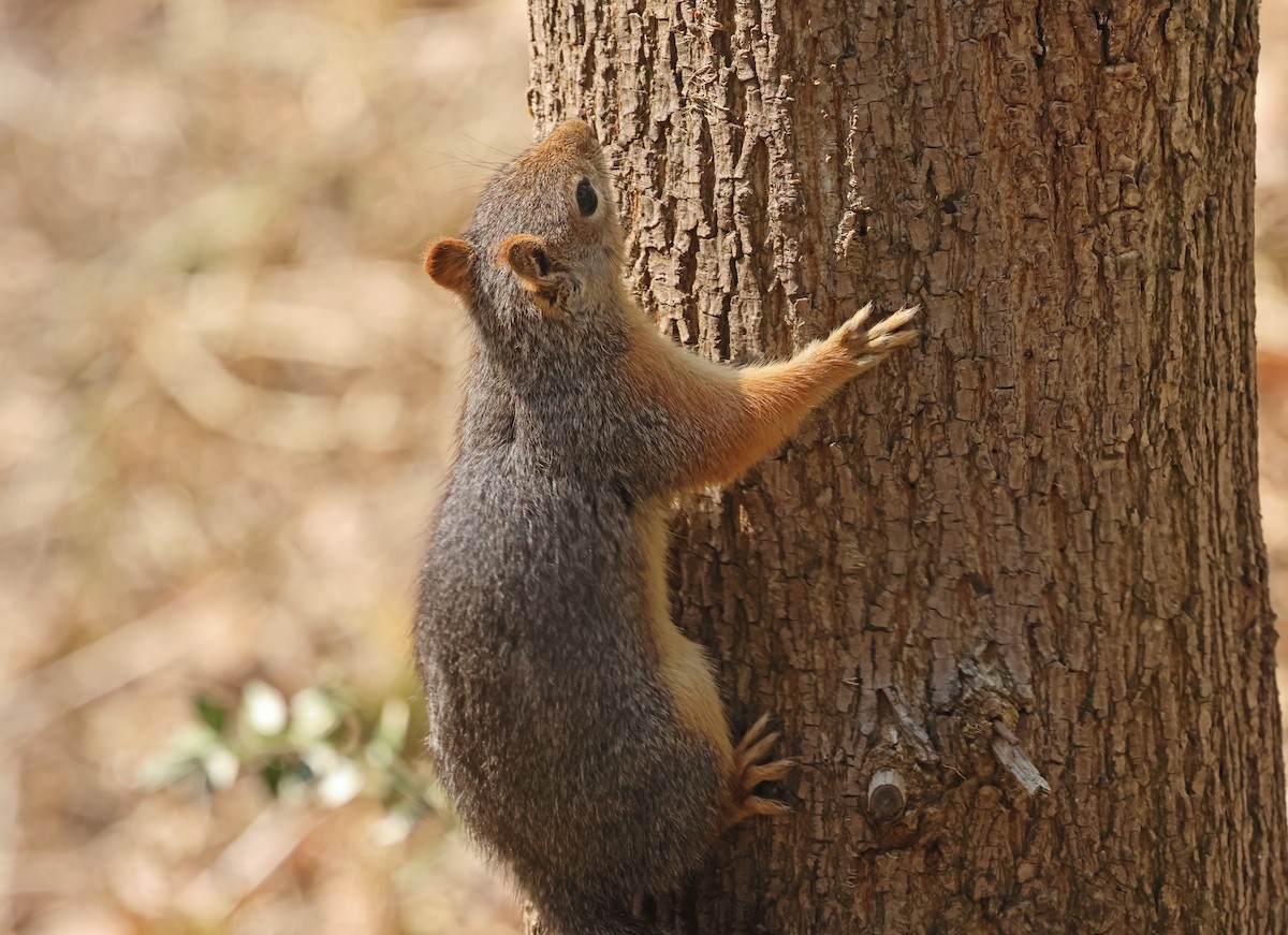 Anadolu Sincabı - ML654653170