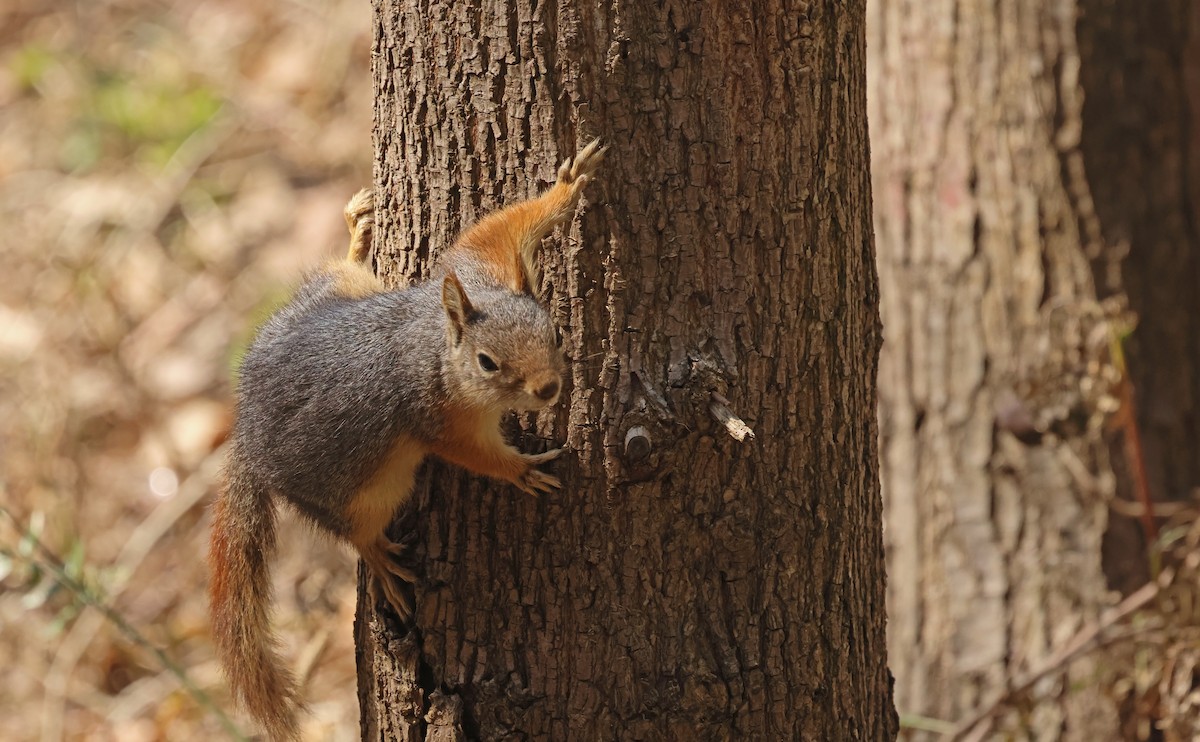 Anadolu Sincabı - ML654653171