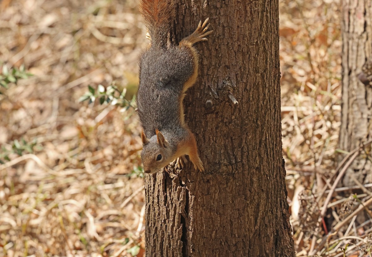 Anadolu Sincabı - ML654653172