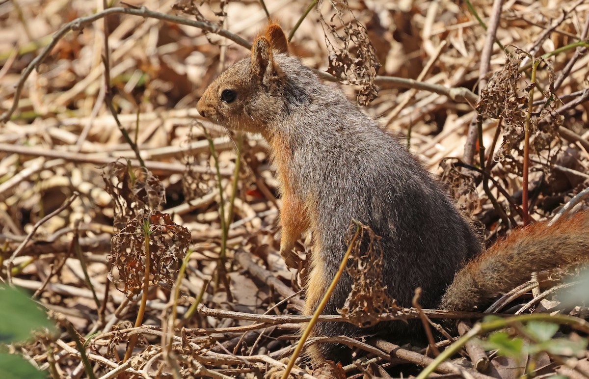 Anadolu Sincabı - ML654653176