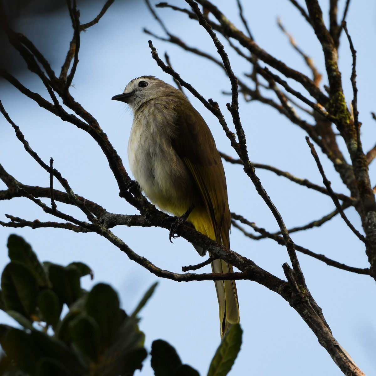 hvitfjesbylbyl - ML654653608