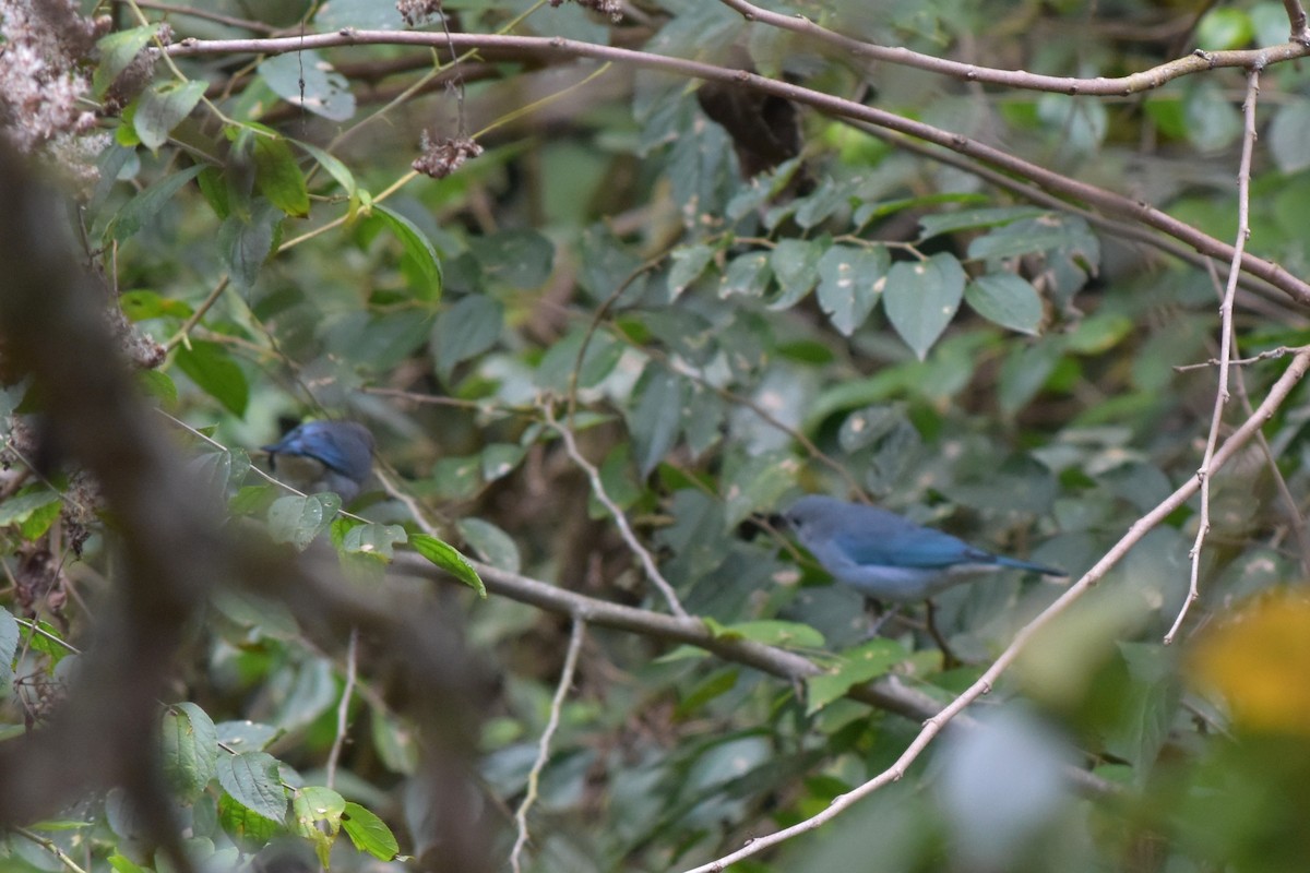 Sayaca Tanager - ML654653707