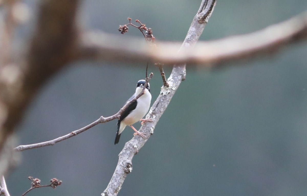 White-browed Shrike-Babbler - ML654653973