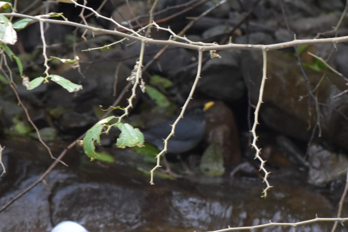 Andean Slaty Thrush - ML654654082