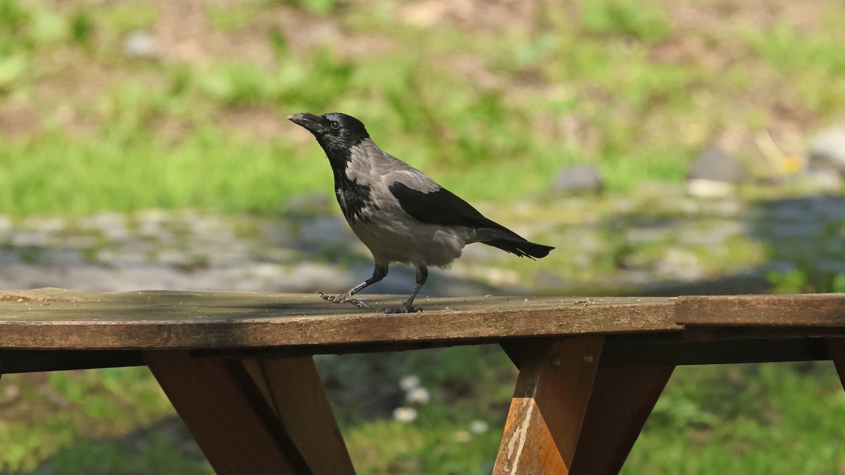 Leş Kargası - ML654654186