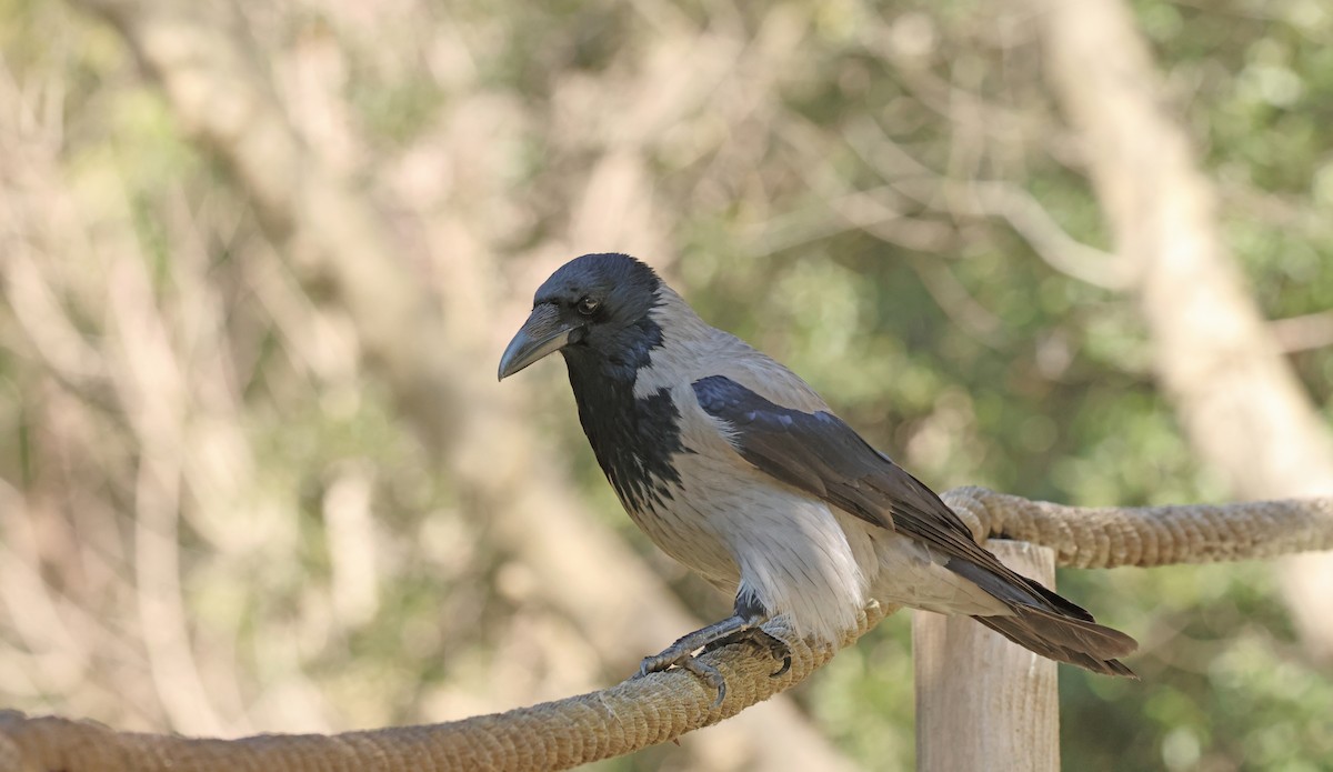 Leş Kargası - ML654654187