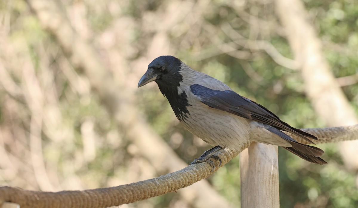 Leş Kargası - ML654654188