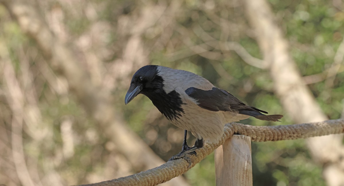 Leş Kargası - ML654654189