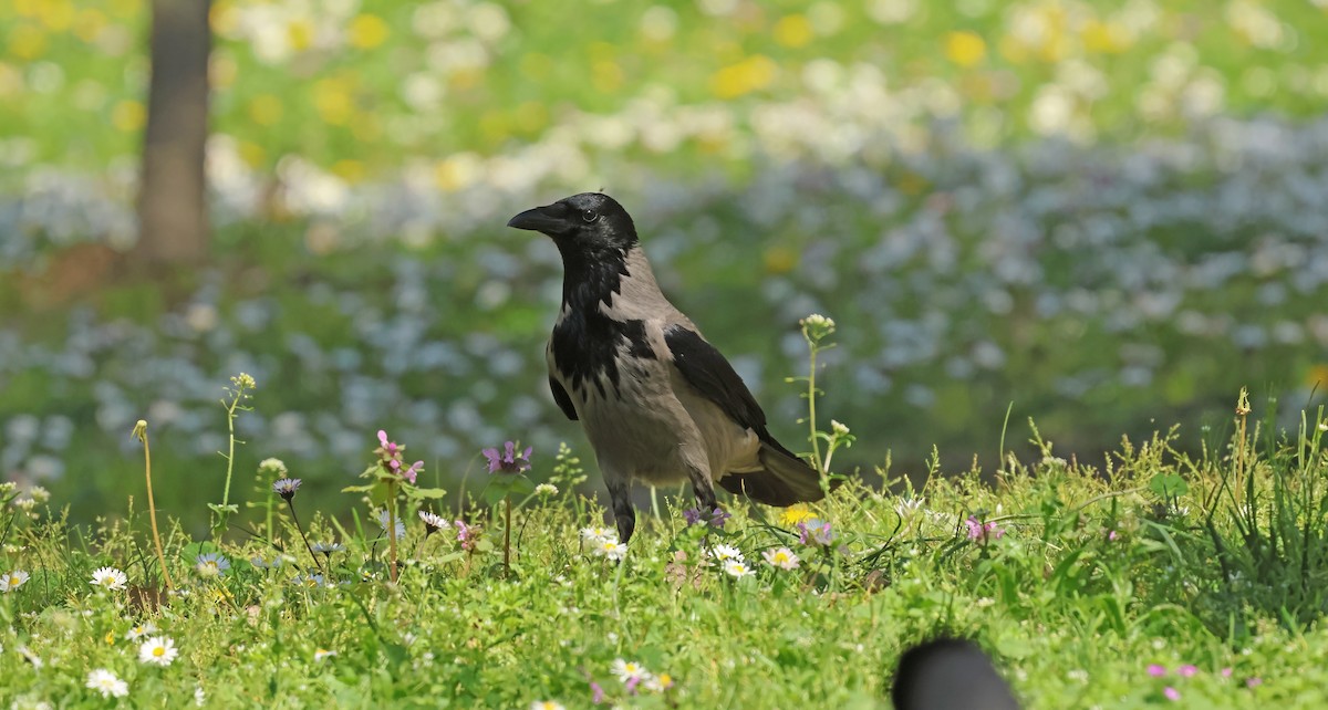 Leş Kargası - ML654654190