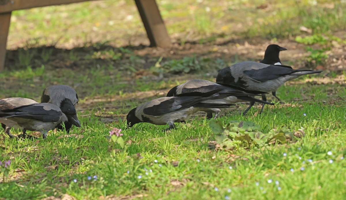 Leş Kargası - ML654654191