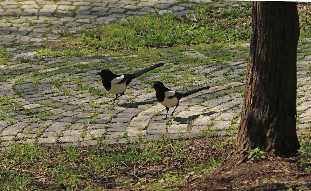 Saksağan - ML654654343