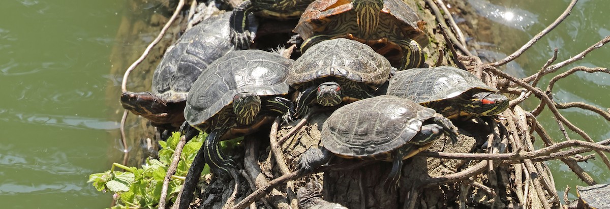 Kızıl Yanaklı Su Kaplumbağası - ML654654657