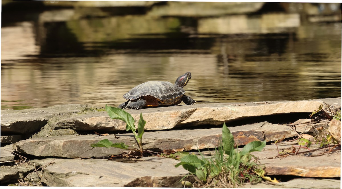 Kızıl Yanaklı Su Kaplumbağası - ML654654658