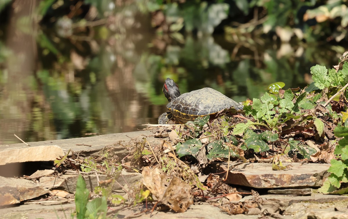Kızıl Yanaklı Su Kaplumbağası - ML654654659