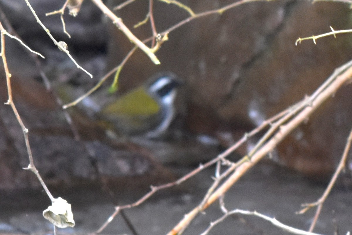 White-browed Brushfinch - ML654655150