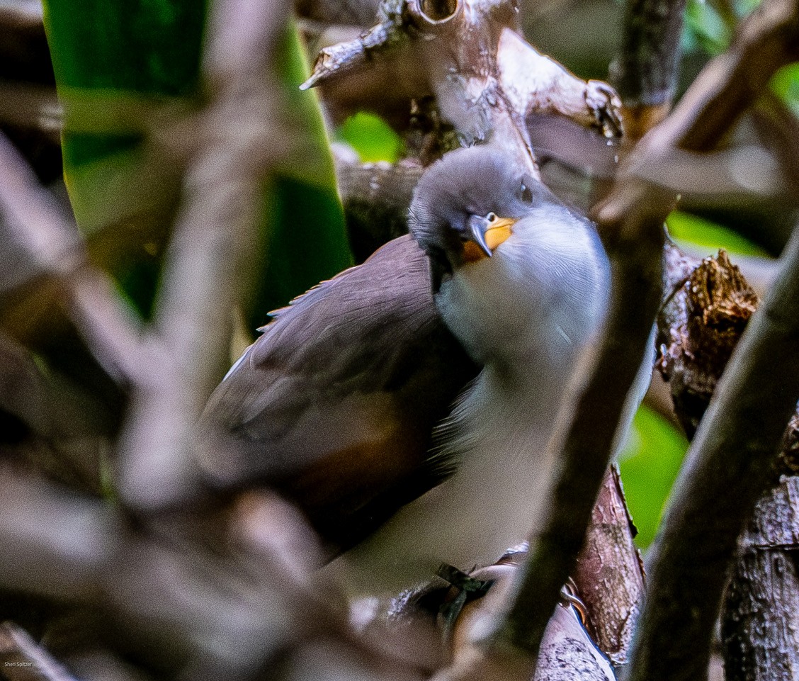 Yellow-billed Cuckoo - ML654655343