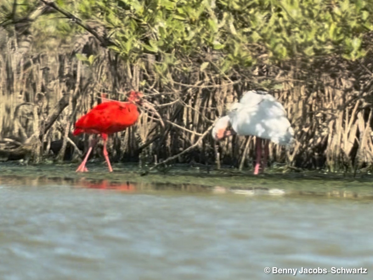 Ibis gorrizta - ML654656183